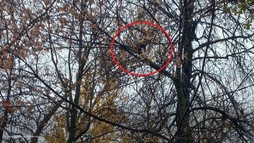 В Калуге на улице пытаются поймать обезьяну