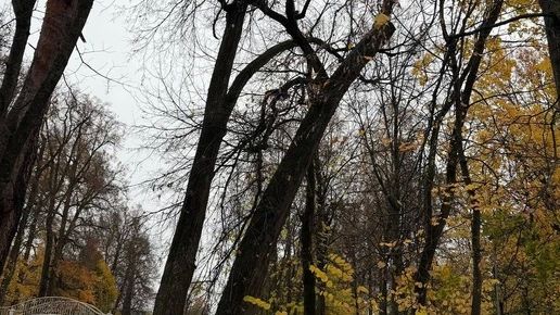 В Белкинском парке Обнинска уберут 15 деревьев