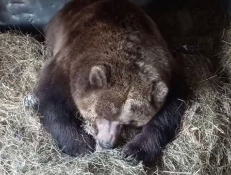 Медведица Маша готовится к зимней спячке