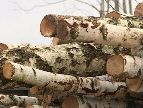 Незаконную рубку леса на 6,5 млн рублей скрыли в Куйбышевском лесничестве