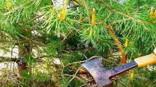 В Калужской области осудили лесничего, скрывшего незаконную рубку на 6,5 миллионов рублей