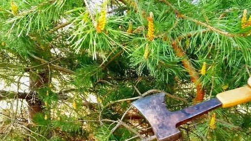 Экс-лесничий из Куйбышевского лесничества получил 2 года принудительных работ