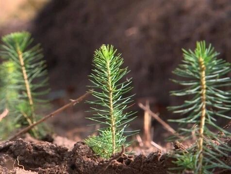 Именной лес смогут вырастить калужане в случае победы на "БумБатле"