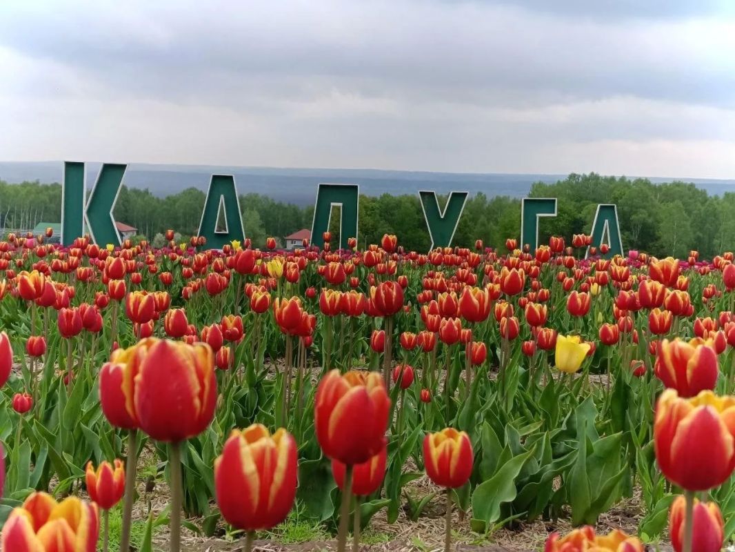 Больше 65 млн цветов планируют срезать в Калужской области