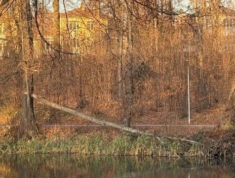 Стефан Перевалов объяснил, почему в Белкинском парке удалят деревья