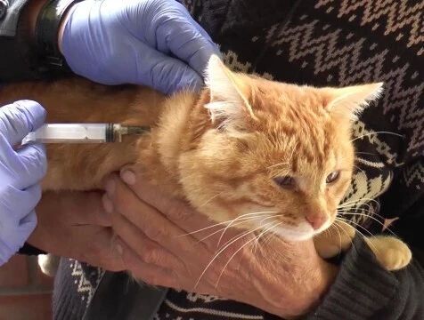 Ежегодной вакцинации в Калужской области подлежат 50 тысяч кошек и 60 тысяч собак