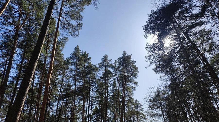 Калужане смогут высадить именной лес