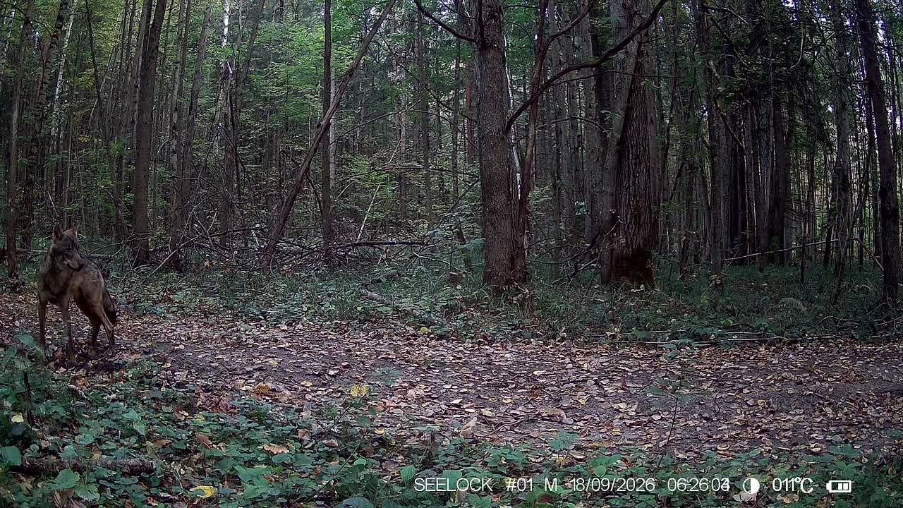 В калужском лесу в фотоловушку попал самый скрытный хищник
