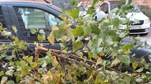 В Калуге вандалы обломали молодые березы