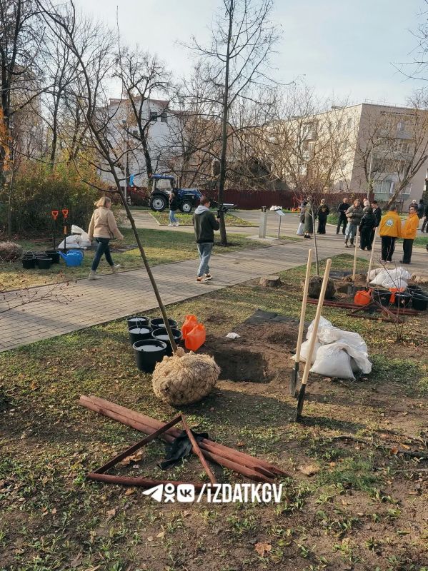 «Тимирязевские аллеи» пополнили молодые липы у палат Коробовых в Калуге «Тимирязевские аллеи» пополнили молодые липы у палат Коробовых в Калуге