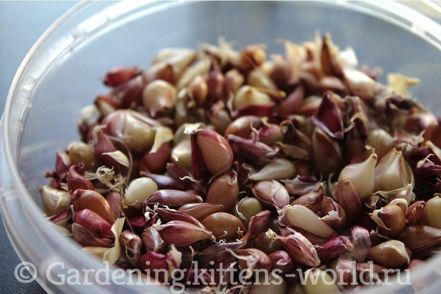 ��� ����� ���������� ������ � �������� ��������: ������� ��������� ����