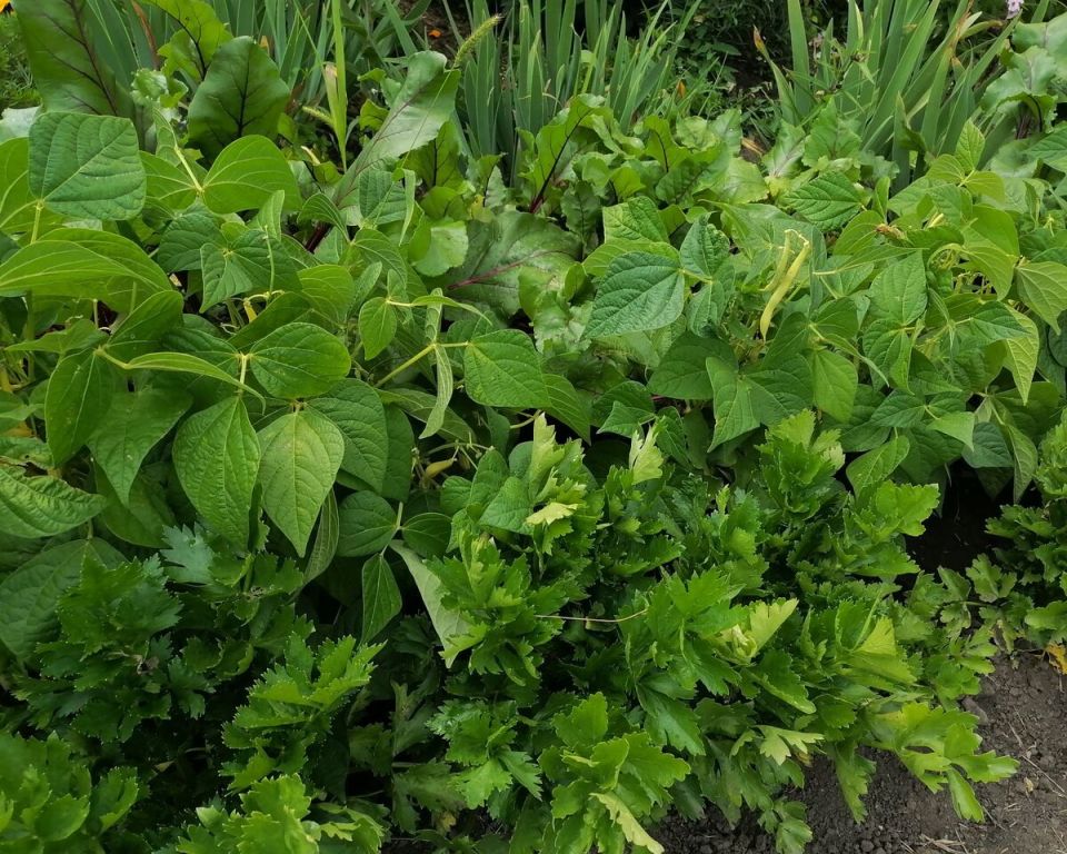 Планирование посадок в новом сезоне: искусство совмещения культур