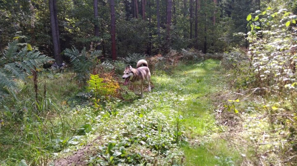 Как не потерять собаку в лесу: советы и опыт владельцев