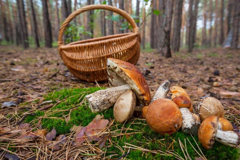 Грибники делятся секретами: как легко очистить руки от маслят