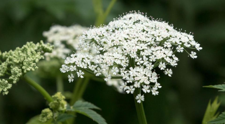 Сныть: полезный сорняк, который можно с удовольствием включить в рацион