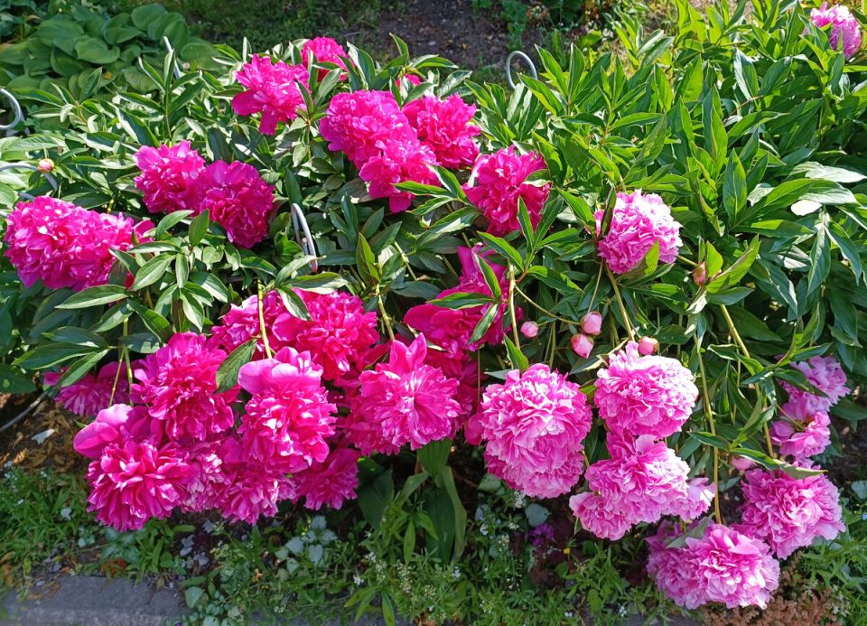 Как добиться роскошного цветения пионов: секреты ухода и подкормки