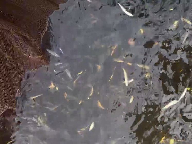 В Тазовском районе выпущено 150 тысяч мальков муксуна для оживления реки