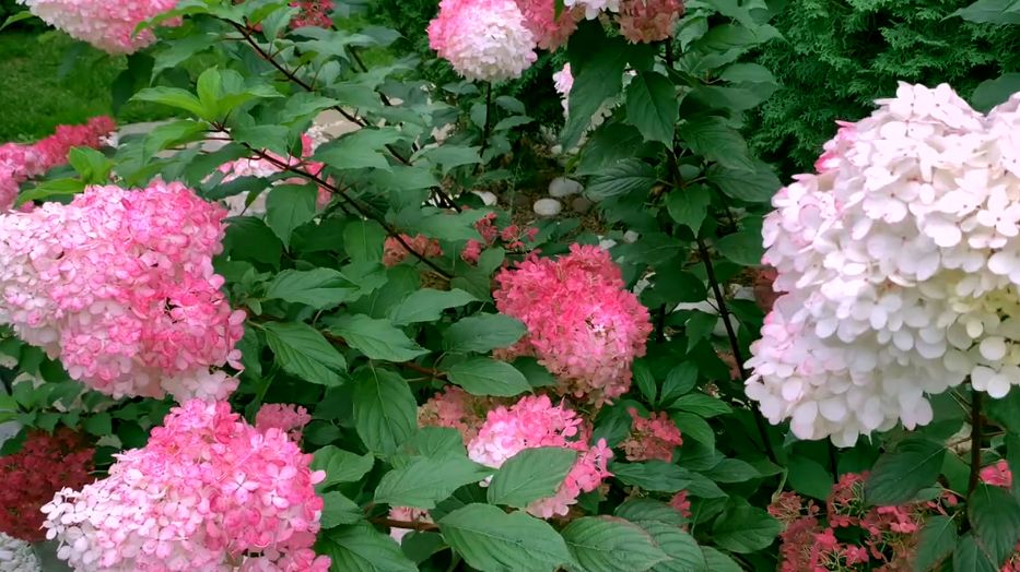 Как обрезка гортензий осенью может изменить ваше цветение