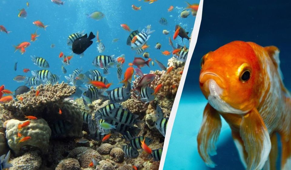 Рыбы умеют говорить: мифы о безмолвии морских обитателей разрушены