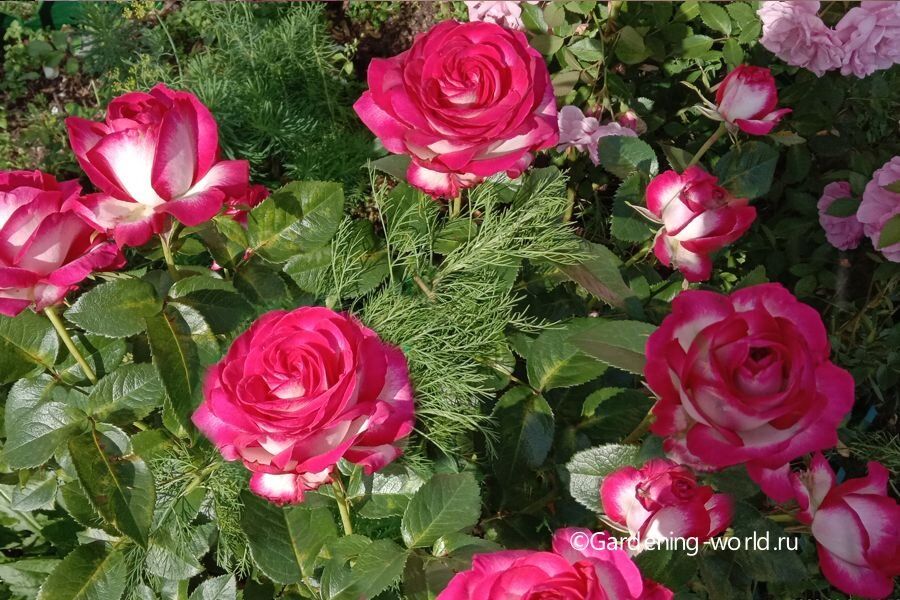 7 распространенных ошибок при выращивании роз, о которых стоит знать каждому садоводу