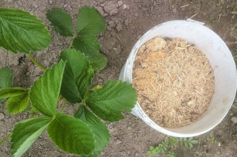 Уход за клубникой в ноябре: секреты успешной зимовки и высоких урожаев