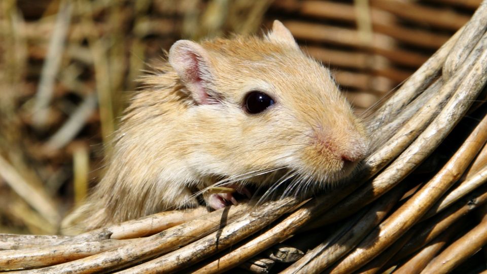 Никакой «химии»: это безотказное средство мигом избавит дом от грызунов