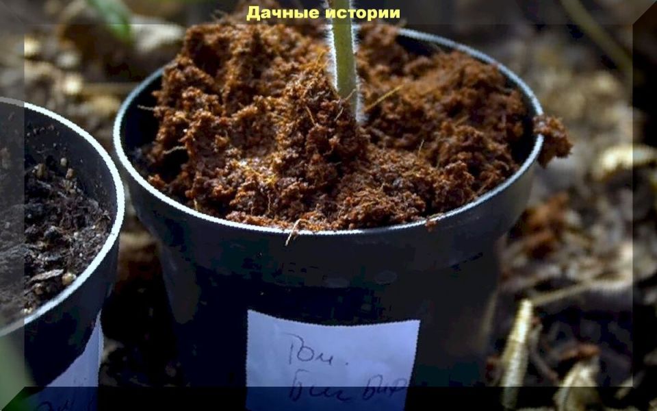 Как защитить рассаду от черной ножки: эффективная лечебная мульча