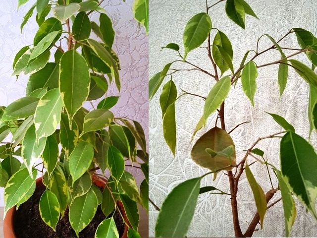 Как спасти фикус Бенджамина: причины сбрасывания листьев и советы по уходу