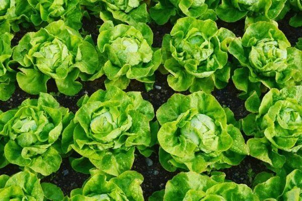 Крупнокочанный салат: как вырастить овощ с вкусом и пользой