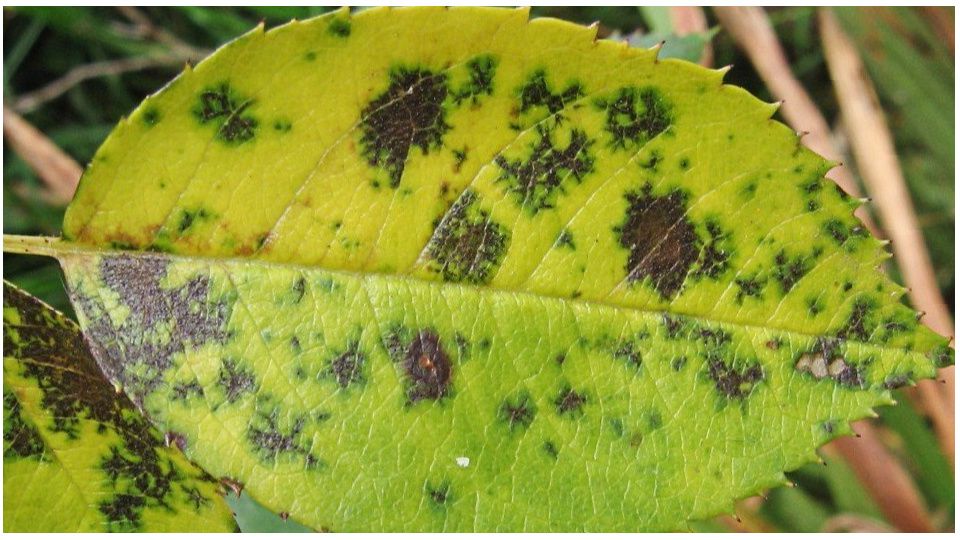 Как спасти розы от черной пятнистости и увеличить цветение на 80%