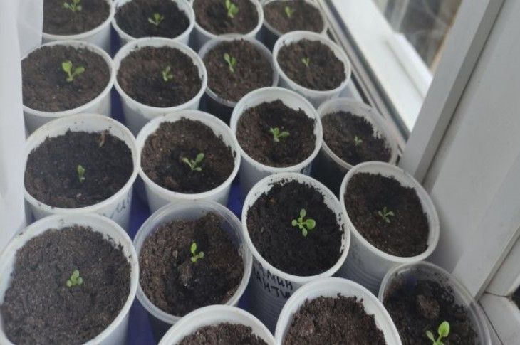 Как спасти рассаду огурцов от черной ножки: три копеечных метода
