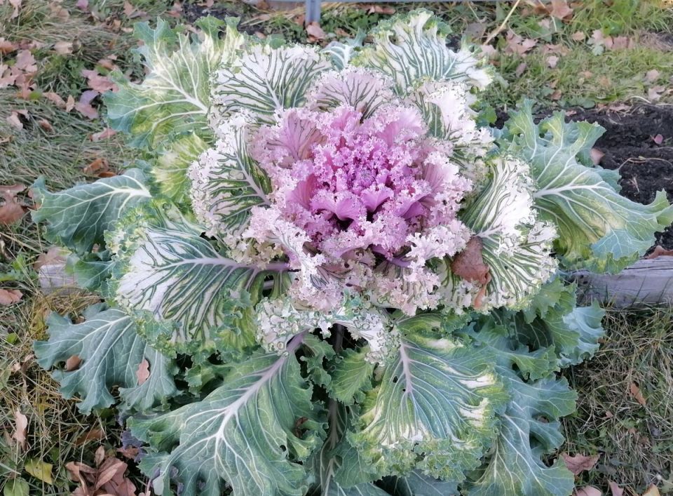 Оживите осенний сад: декоративная капуста в вашем ландшафтном дизайне