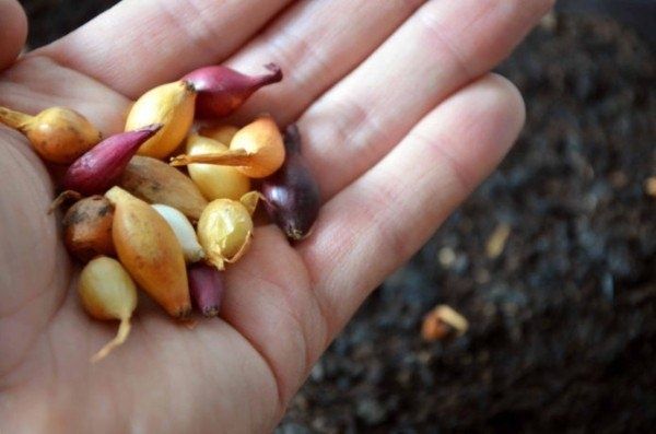 Как вырастить крупный лук: секреты успешной подкормки