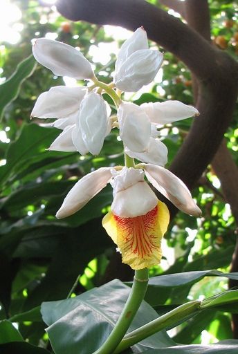 Кардамон: Пряность с загадочной историей и уникальными свойствами