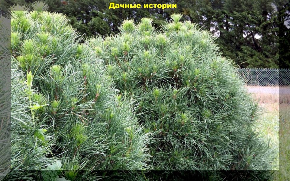 Уникальные декоративные сосны, которые преобразят ваш сад