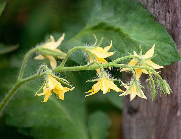 Как правильно формировать кисти томатов для щедрого урожая?