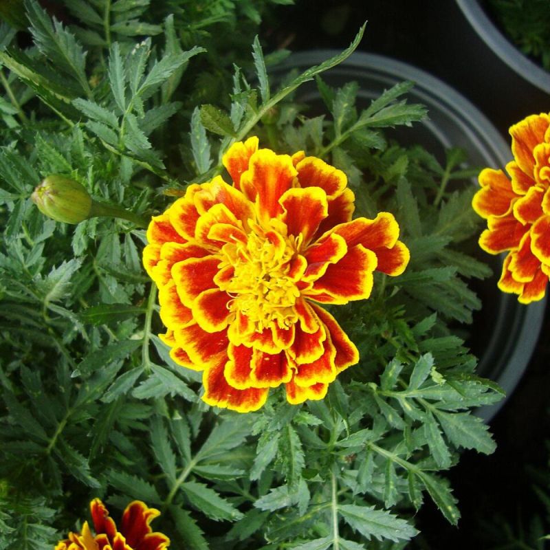 Эффективные естественные методы защиты от медведки для вашего огорода