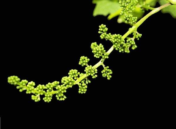 Защита винограда от болезней и вредителей