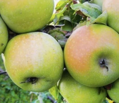 Выбор яблок, которые не подведут: долгоживущие сорта для хранения