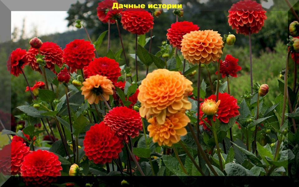 Эффективные советы по уходу за великолепными георгинами