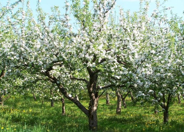 Как правильно создать идеальный фруктовый сад