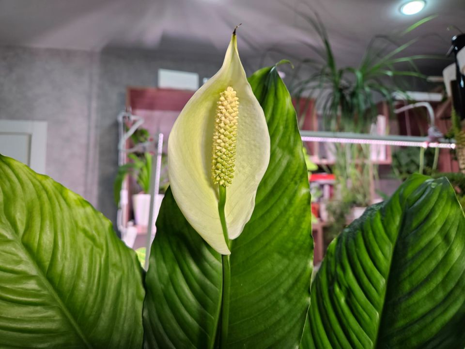 Пять растений, которые заставят владельца поволноваться: на что стоит обратить внимание