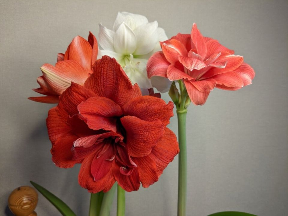 Синхронизация гиппеаструмов: как добиться одновременного цветения?