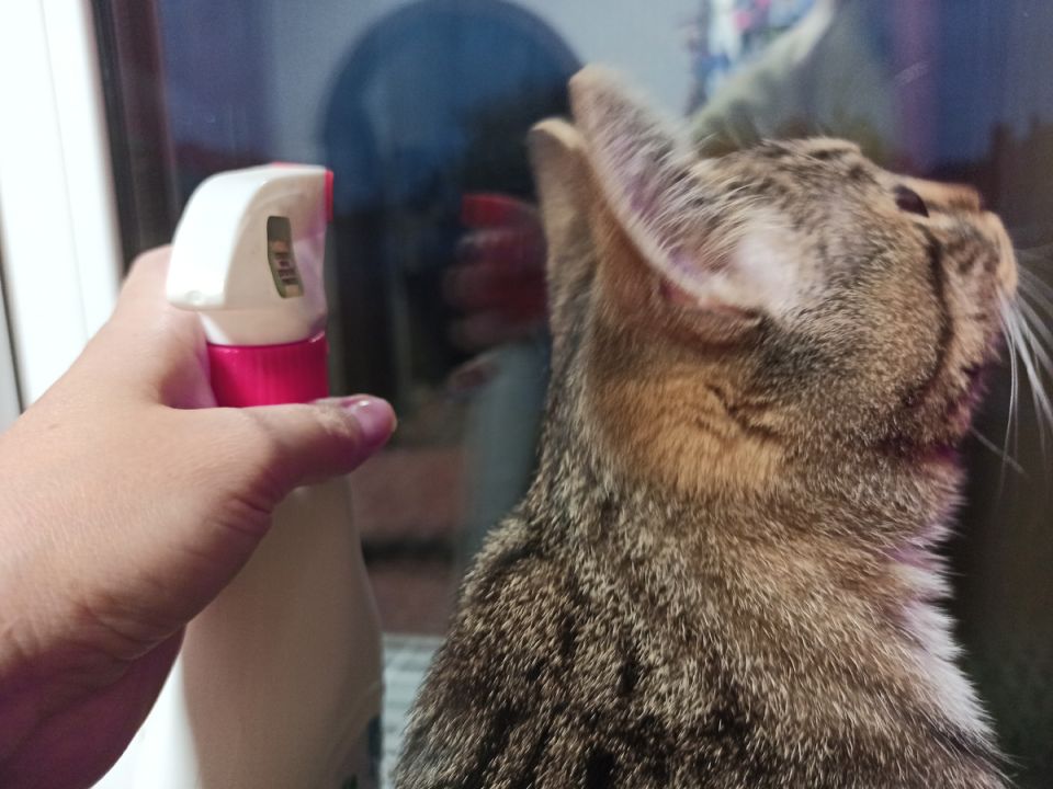 ������� ���������� ������ ����: �������� �� �������� ��������