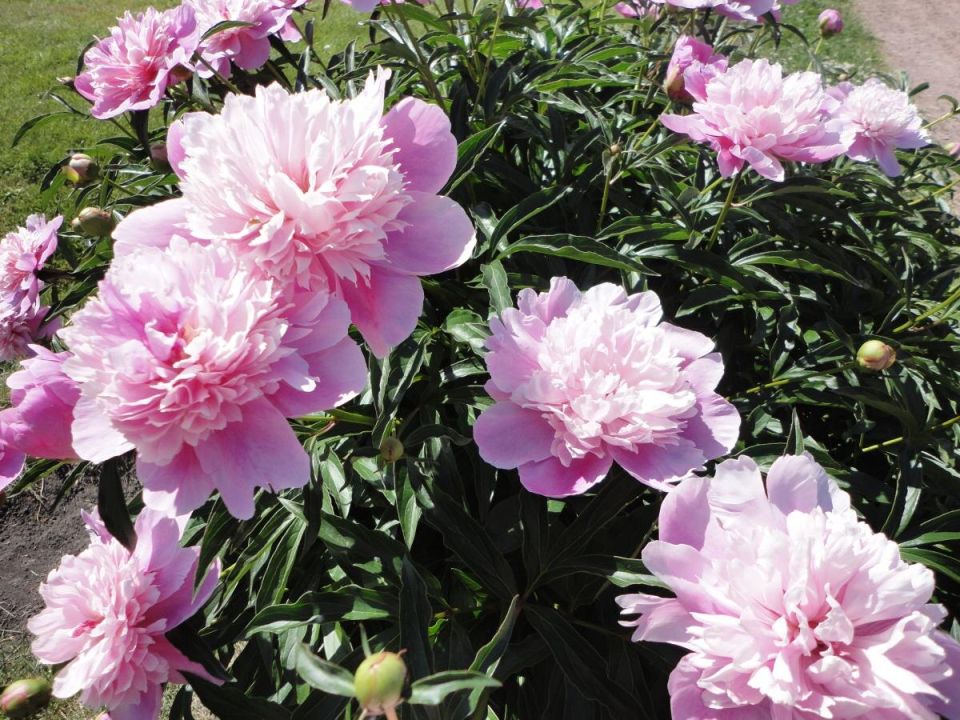 �����-������ ��� �����: ����� �������� �������� ������ �� �������?