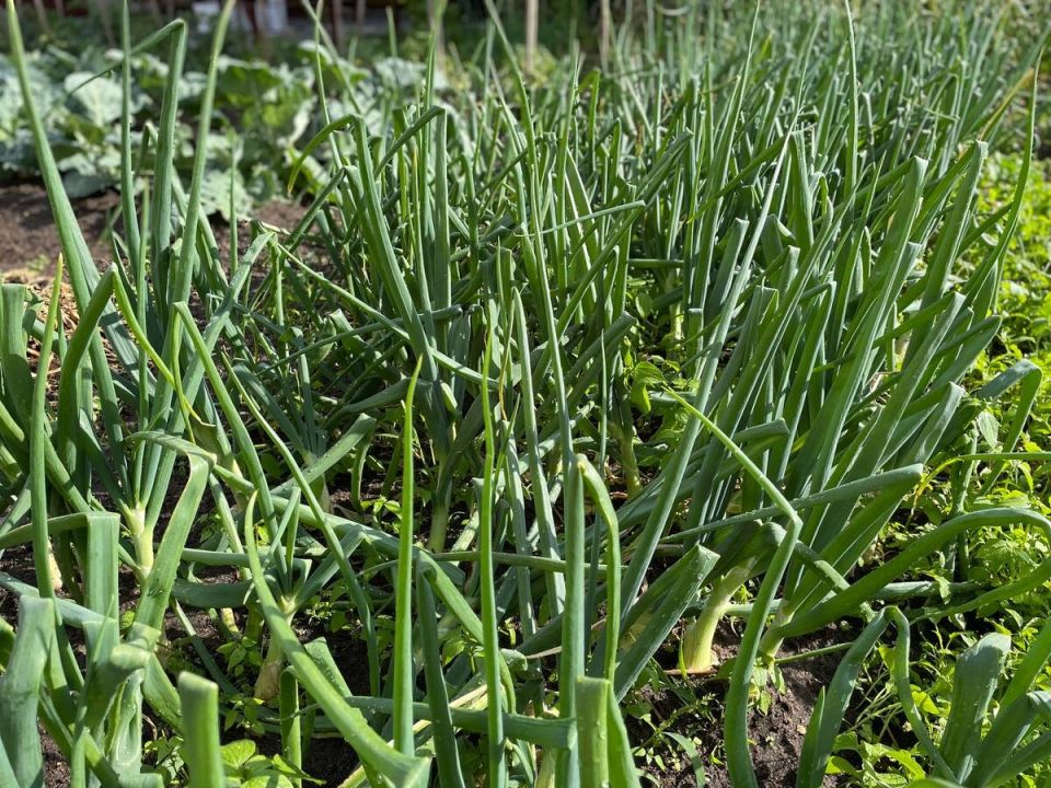 Эффективные методы защиты лука от луковой мухи