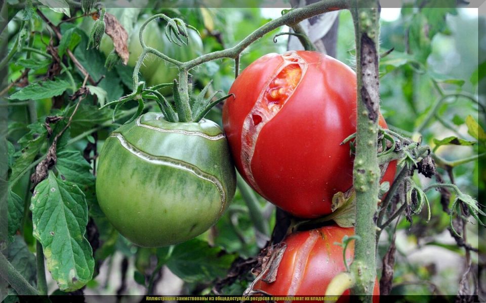 ����������� ������� �������������� �������, ������� ����� ����� ������� ��������