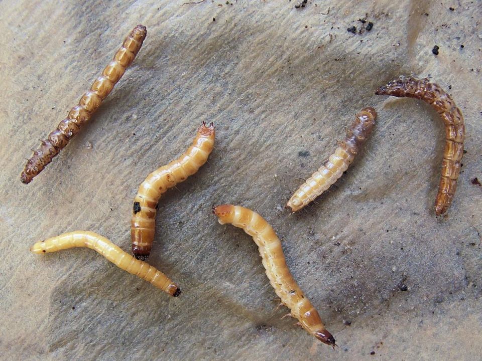 Угроза на участке: как избавиться от проволочника и спасти урожай