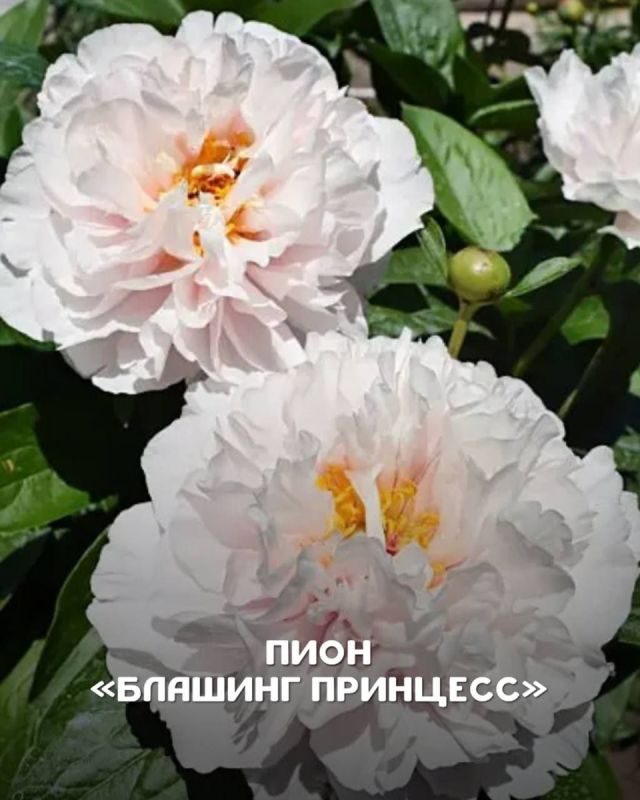 �����, ������� ������������: ����� ����� � �������!