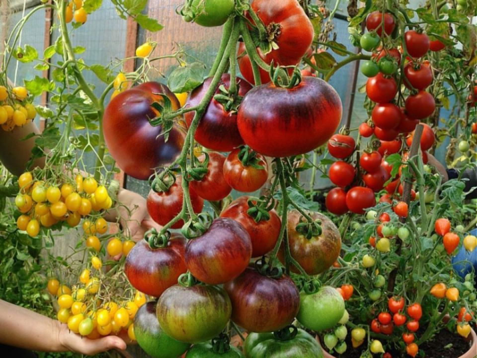 ��������� �� �������: ��� �������� ����������